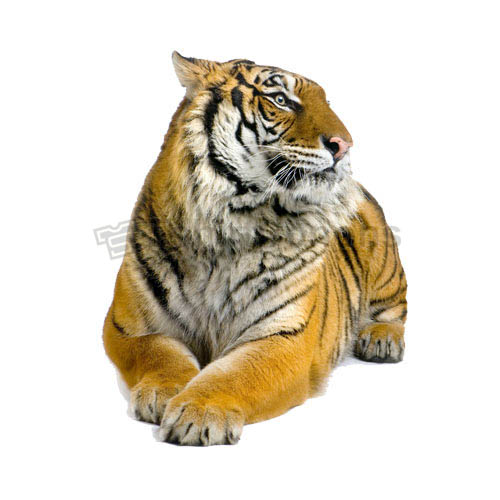 Tiger T-shirts Iron On Transfers N5613 - Click Image to Close